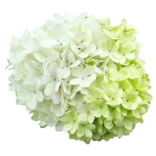 天狼 中华木绣球 庭院花园地栽观赏性木本植物花卉