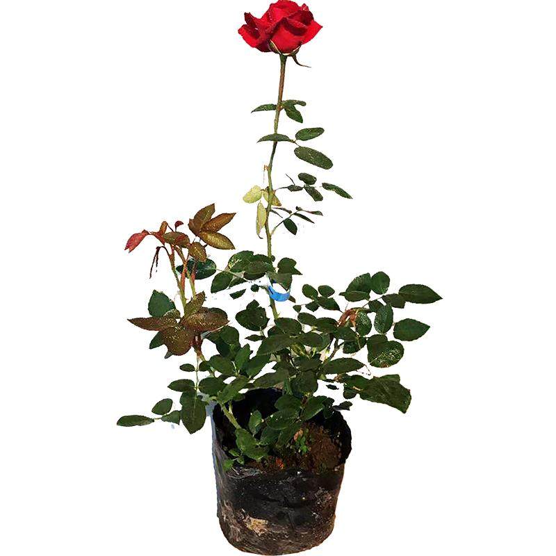 玫瑰花苗香水月季大花国月盆栽阳台庭院特大花浓香型老桩四季开花