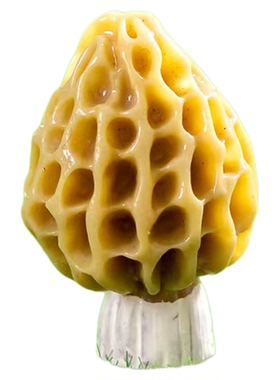 微景观仿真丛林野生蘑菇装饰摆件