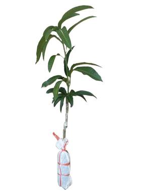 芒果树苗桂七芒苗水果苗带泥带叶