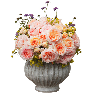 虹越月季小苗果汁阳台莫妮卡戴维龙沙盆栽藤本灌木阳台蓝色阴雨