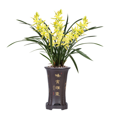 绿植墨兰盆栽好养花卉