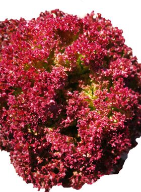 蔬菜种子水培紫生菜生吃