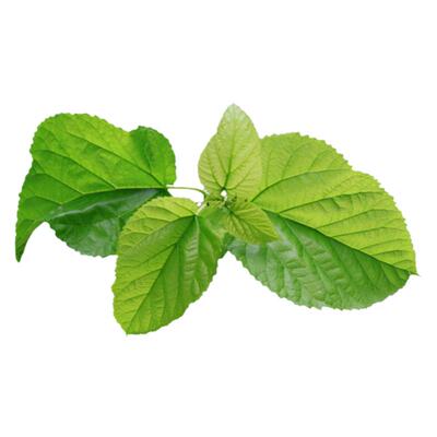 顺丰/京东新鲜桑叶蚕宝宝饲料蚕鲜嫩现摘桑树叶蚕叶养蚕专用同城