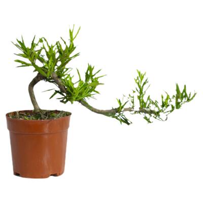 罗汉松雀舌老桩树苗悬崖临水造型