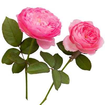 天狼月季 纨扇 自育月季玫瑰 多季开耐热勤花灌木月季