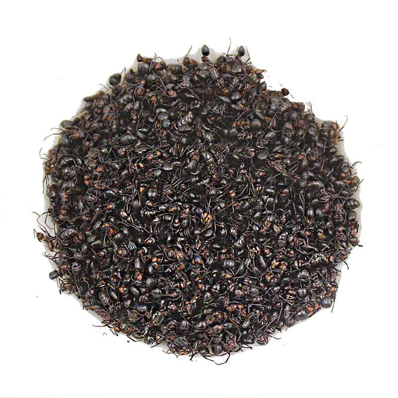 长白山野生黑蚂蚁泡酒中药材250g