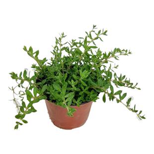 垂盆草新鲜可食用养肝草中草药苗阳台盆栽庭院垂吊绿植耐寒好养活