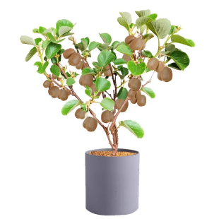 红心猕猴桃树果苗黄心嫁接盆栽地栽爬藤公母同株当年结果树苗种植