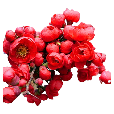 海棠花长寿冠木本多季花耐寒