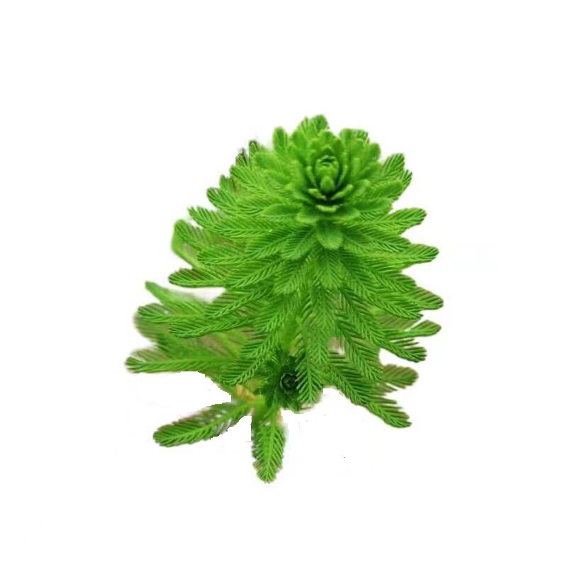 净水植物狐尾藻沼泽过滤水草大聚藻水陆缸养鱼养龟鳖淡水净化水质