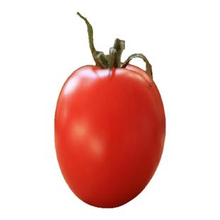 张小猪番茄现摘6斤生态种植农家自然熟新鲜西红柿非转基因顺丰