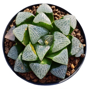 十二卷克里克特大黑天寿9-10厘米，实物拍照可选，带盘包邮。