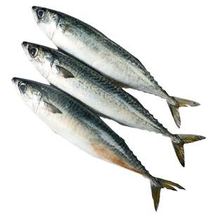 新鲜鲅鱼冷冻青鱼整条6斤鲜活燕鲅鱼深海马鲛鱼生鲜鲅鱼水饺商用