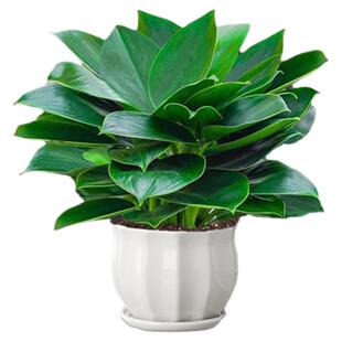 铂金钻盆栽绿萝箩花卉植物办公室内花水培绿植多肉好养易活绿公主