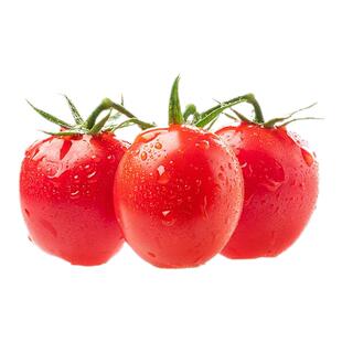 千禧圣女果种子种籽孑菜种小番茄苗秧西红柿蔬菜菜苗盆栽秧苗果苗