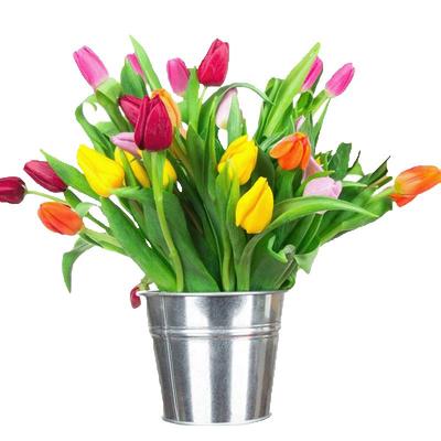 10颗郁金香种球 自然球大球庭院阳台盆栽进口球根花卉种子