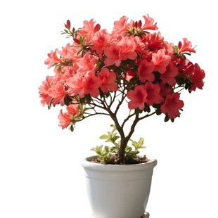 杜鹃花盆栽小苗花盆花大盆景花种树苗小桃红映山红多季开花耐寒花