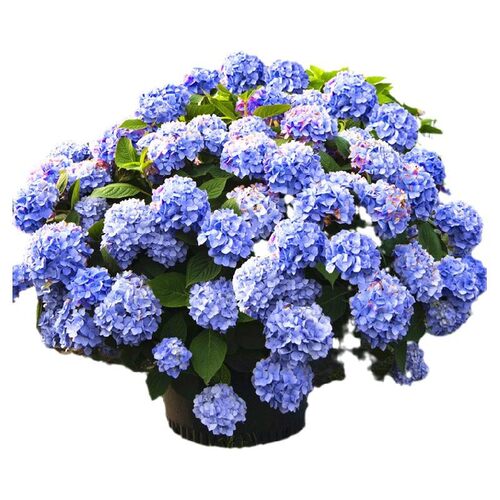 绣球花苗盆栽无尽夏带花鲜花卉庭院植物室内外耐寒耐冻耐晒四季开
