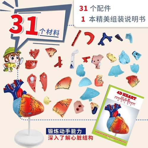 跨境人体心脏解剖模型器官教学玩具益智中小学生科教结构儿童教具