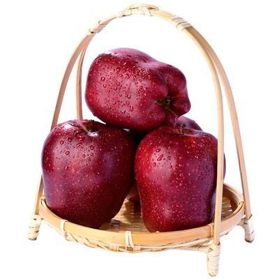 红到发黑正宗花牛苹果有脆有粉