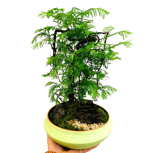 水杉鱼缸造景水培溪流缸盆栽盆景鱼池水生植物绿植室内外水草客厅