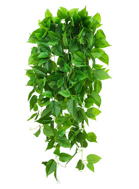 仿真绿萝客厅装饰绿植物吊兰盆栽