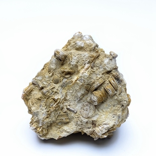 泥盆纪海百合茎化石天然古生物海洋化石铜钱石地质科普教学标本