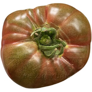 水果牛排番茄种子大粉番茄苗西红柿农家四季种植阳台盆栽蔬菜种孑