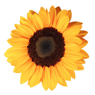 文森特橙黑心切花向日葵种子四季观赏耐热切花家庭室阳台盆栽花卉