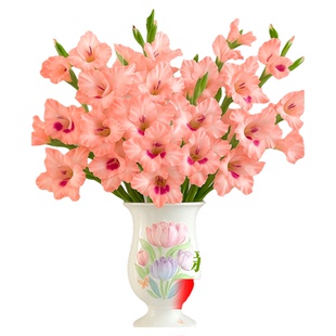 剑兰鲜花云南基地直发新鲜直采家用插花唐菖蒲超长的花期水培植物