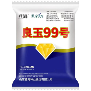 登海高产玉米种子良玉99第六代抗病抗倒伏霸王根抗旱耐涝耐高温