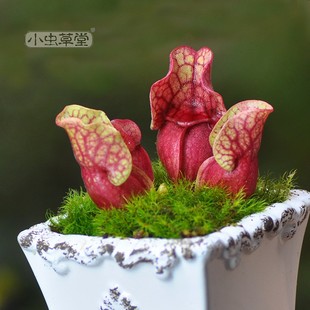 紫色瓶子草小虫草堂食虫植物盆栽食人花捕蝇草食虫草猪笼草室内