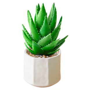 绿植物办公室内桌面小号发财树富贵竹万年青工位摆件四季常青盆栽