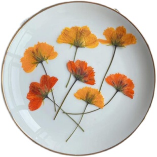 硫华菊 花压花押花材滴胶干花手机壳植物标本教学DIY材料香薰蜡烛