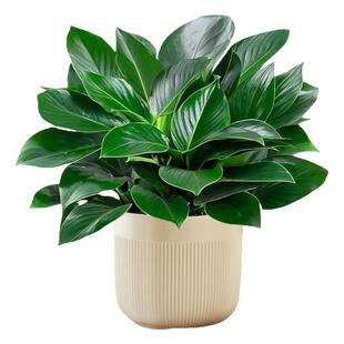 大盆金钻盆栽绿萝水培植物吸办公室内发财树绿植多肉大叶植物甲醛