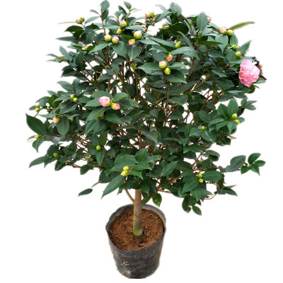 四季阳台香妃茶花粉色浓香