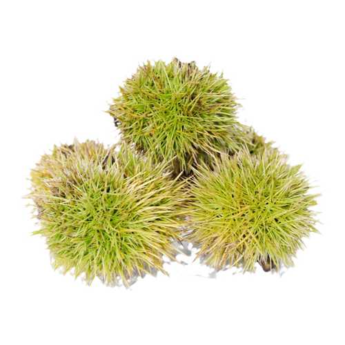 板栗苗树南北方栗子迁西板栗苗大红袍嫁接种植当年结果水果树果苗