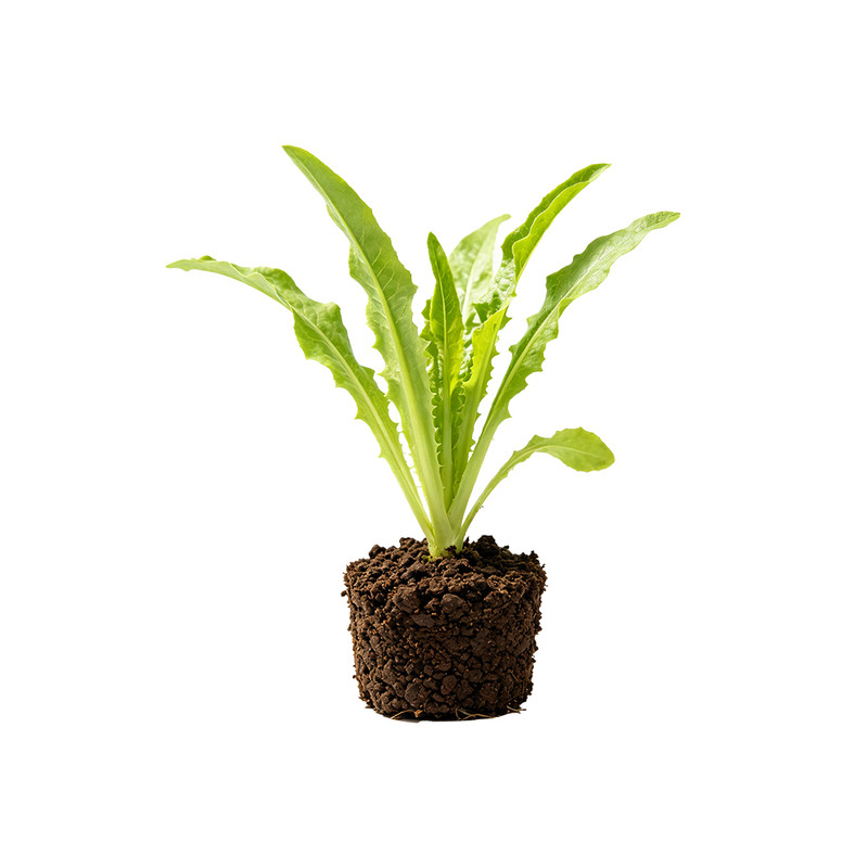 正宗甜脆油麦菜苗秧清香四