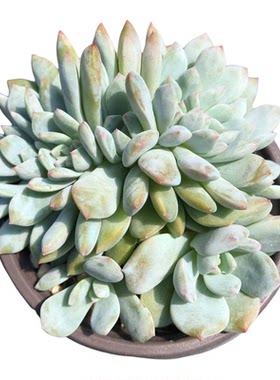 橙梦露星影缀化多肉植物一物一拍