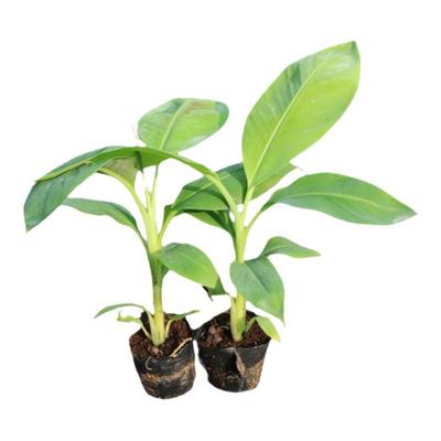 香蕉树苗威廉斯中蕉芭蕉苗粉蕉红香蕉皇帝蕉树苗矮化抗寒地栽带土