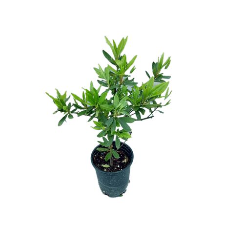重瓣金鱼草蝴蝶夫人系列各色  耐寒优秀切花花园植物【鲁虹花卉】