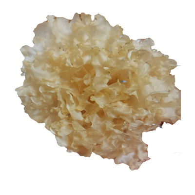 四川通江椴木银耳新货白木耳易糯250G