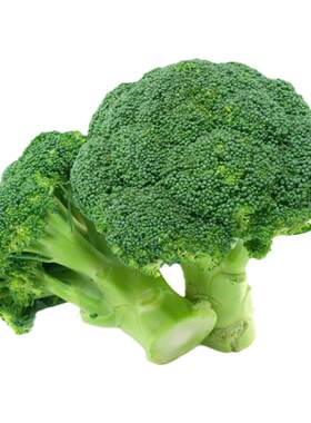 西兰花种籽蔬菜种子花苗孑西蓝花