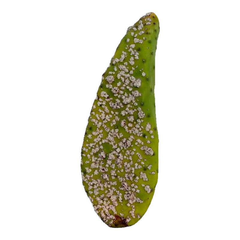 仙人掌养殖胭脂虫胭脂虫繁殖胭脂虫带掌片成虫幼虫卵虫干零售包邮
