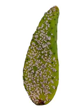 仙人掌胭脂虫叶片成虫幼虫虫干