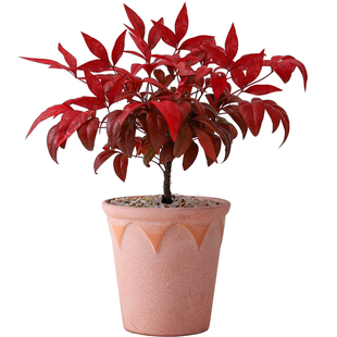 火焰南天竹盆栽室内好养植物办公桌面年宵花过年送礼耐寒绿植盆景