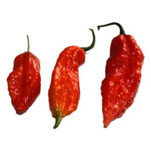 云南德宏涮涮辣新鲜现摘涮涮辣死神辣椒变态辣酱正宗印度魔鬼椒