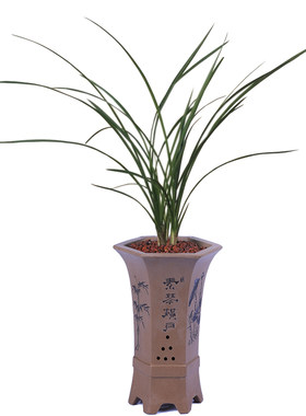 绿植荷瓣易养活盆栽兰花苗