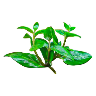 鱼缸水草无菌杯前景后景草水榕类有茎无茎类食虫草类植物造景净水